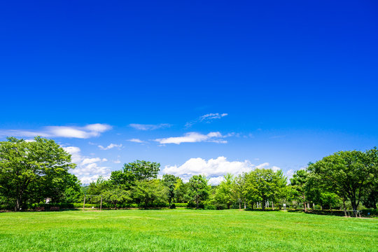 青空と緑の公園