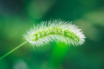 Dog tail grass macro close-up outdoors on rain green background，Setaria viridis (L.) Beauv.