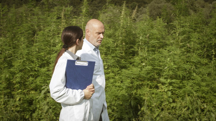 Scientists walking in a hemp field and discussing