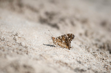 butterfly sitting on sand