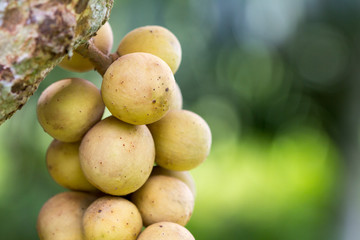 Close up fresh fruit Longkongs and leaf on tree in the garden, Longkong is a tropical fruit.