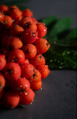 Bright red Rowan branch with green leaves, moistened with water, on a dark concrete background. Macro photography of blooming mountain ash with small drops of water.