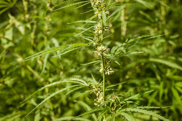 Lush fields of industrial hemp in summer