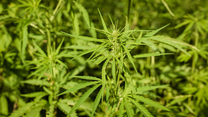 Lush fields of industrial hemp in summer