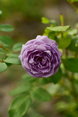 A bush of flowering filoet rose in the garden.