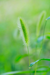 Dog tail grass macro close-up outdoors on rain green background，Setaria viridis (L.) Beauv.