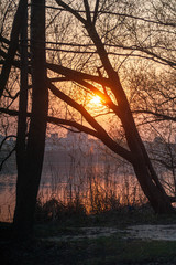 sunset in the forest