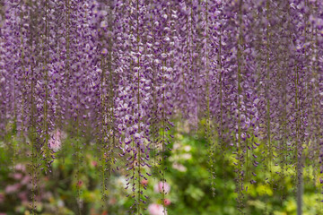 Wisteria