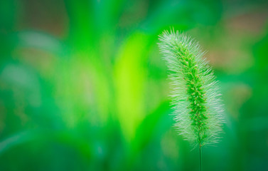 Dog tail grass macro close-up outdoors on rain green background，Setaria viridis (L.) Beauv.