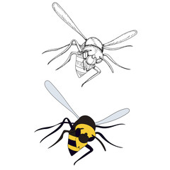 vector, isolated, wasp, bee, insect, on a white background