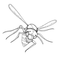 vector, isolated, sketch with wasp lines, bees fly