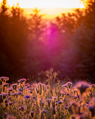 Magical thistle flowers