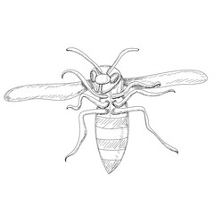 vector, isolated, sketch with wasp lines, bees fly
