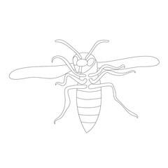 isolated, sketch with lines of wasp, bee