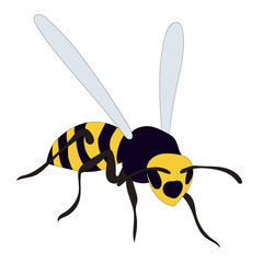 isolated, wasp, bee, insect, on a white background