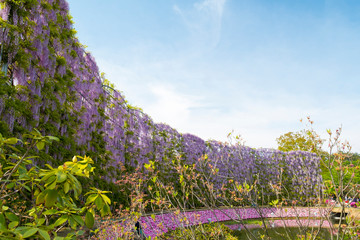 Wisteria
