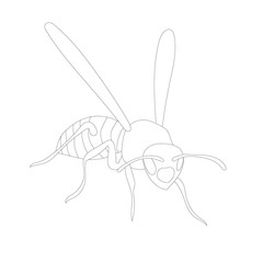 vector, isolated, sketch with lines of wasp, bees, contour