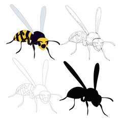 wasp, bee, insect, on a white background