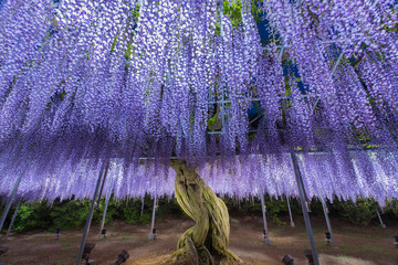 Wisteria
