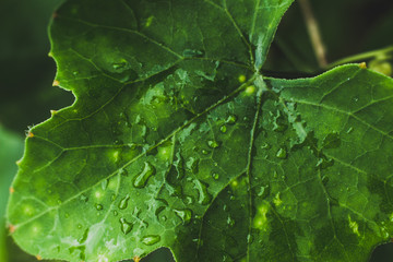 Lvy Gourd, Coccinia green leaf with water drops