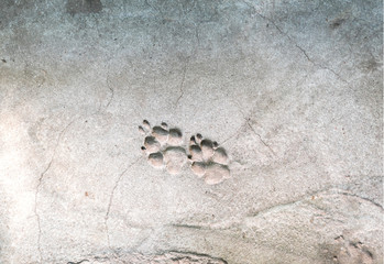 Cat foot prints on concrete.