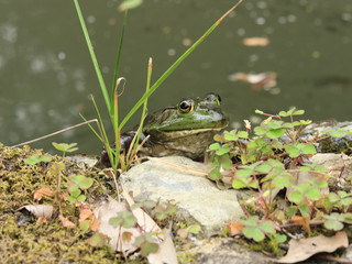ウシガエル　 Bullfrog