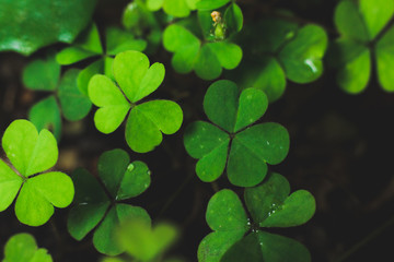 Clover green leaf Closeup background