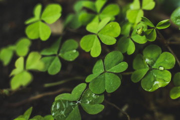 Fototapeta na wymiar Clover green leaf Closeup background