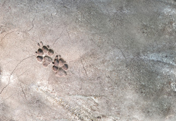 Cat foot prints on concrete.