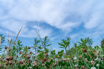 草むらで見上げる空