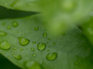 drops on green leaf