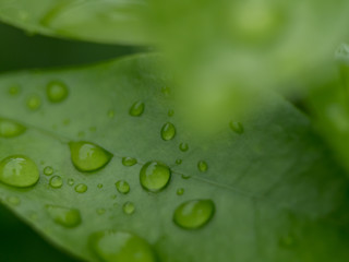 Fototapeta na wymiar drops on green leaf