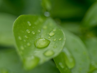 water drops on green leaf