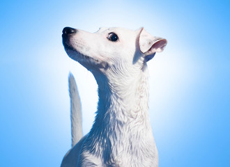Obraz premium White Jack Russell on blue