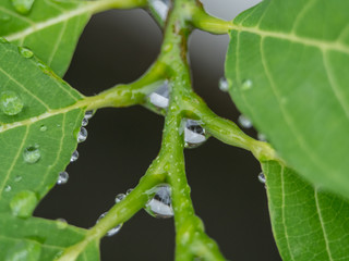 Obraz premium caterpillar on leaf