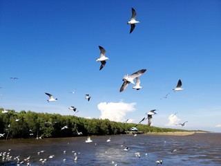 seagull grabs a piece of sky, wing to flight in the blue sky.