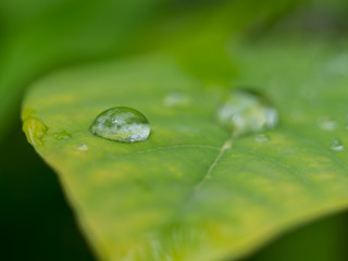 drops on leaf