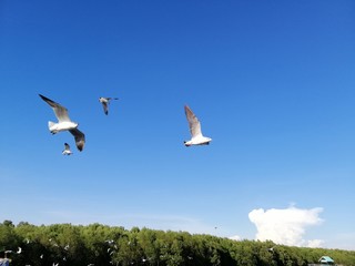 seagull grabs a piece of sky, wing to flight in the blue sky.
