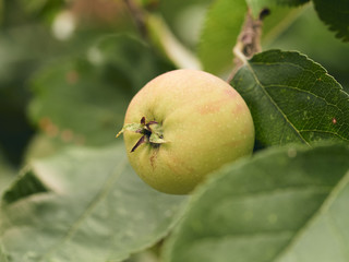 Ripe apples on apple tree - close up of apple on tree