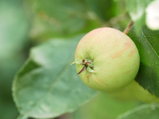 Ripe apples on apple tree - close up of apple on tree