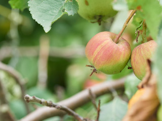 Ripe apples on apple tree - close up of apple on tree