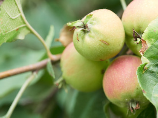 Ripe apples on apple tree - close up of apple on tree