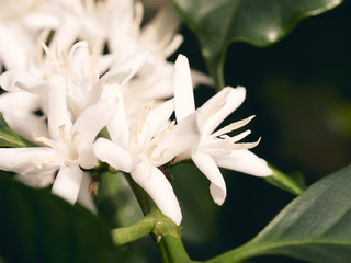 Bossom of coffee plant close up - many coffee plant flower - white flower