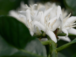 Coffee plant flowers - close up of coffee blossom