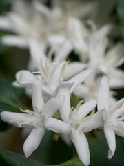 Coffee plant flowers - close up of coffee blossom