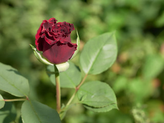 A red rose flower isolated in a garden