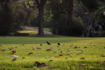 birds on grass