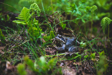 Naklejka na ściany i meble Frog hiding in green forest grass