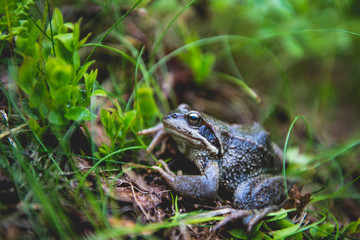 Frog hiding in green forest grass