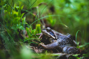 Frog hiding in green forest grass
